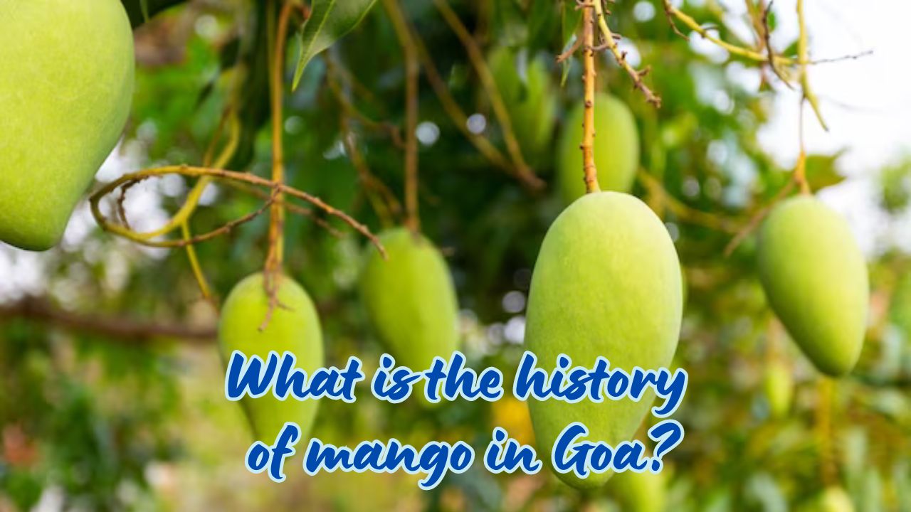 What is the history of mango in Goa?